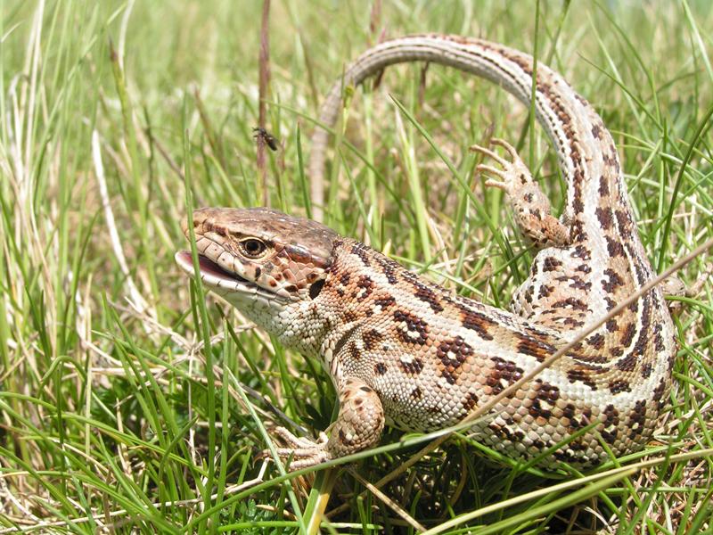 Sand lizard